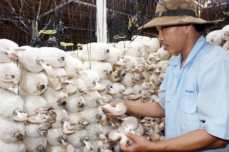 Nông dân trồng nấm bào ngư phấn khởi vì mặt hàng này đang bán được giá tốt. Trong ảnh: Trại nấm của bà Phan Thị Thu Thảo (xã Bảo Quang, TX.Long Khánh).