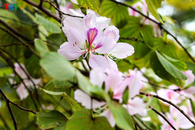 White and violet colours of Ban flower