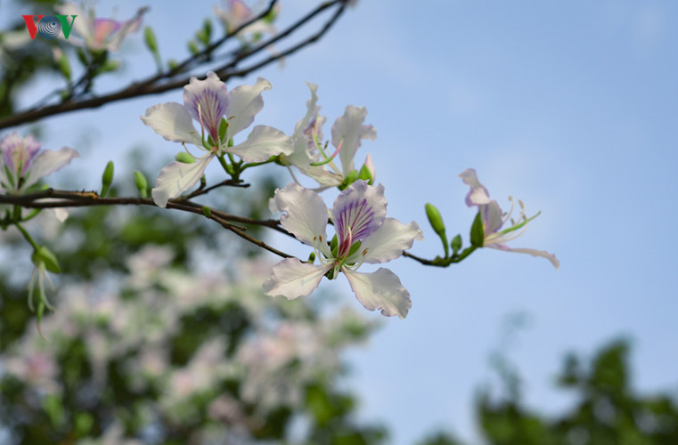   The Ban Flower Festival 2017 is scheduled to begin in March in the northern province of Dien Bien, together with the fifth Culture, Sports and Tourism Festival, according to the provincial People’s Committee.