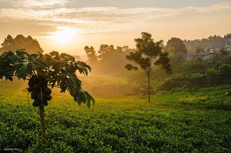 Tan Cuong tea hill at dawn