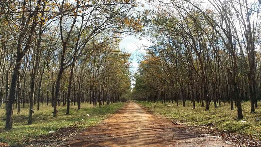 Rubber forest