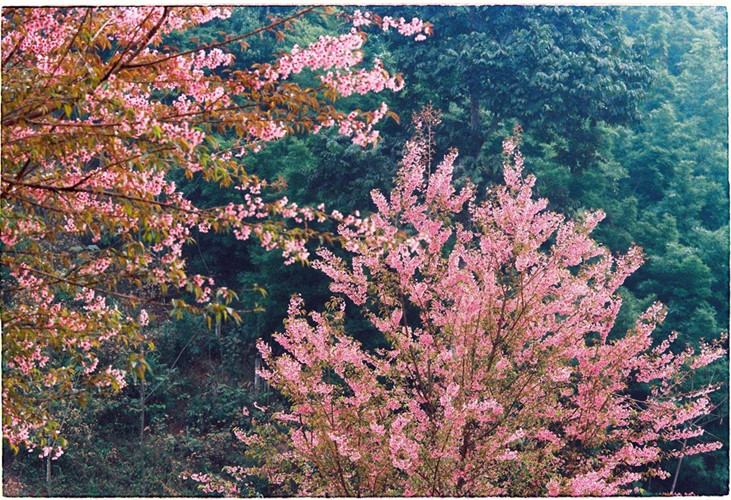 Many visitors say that getting lost in the vast orchards of peach trees is an exhilarating experience.