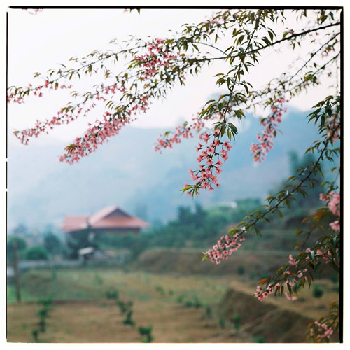 During the second lunar month, when the spring sun begins to chase away the cold wintry weather, buds begin to blossom creating a wild elegant and fragile beauty on the plateau. 