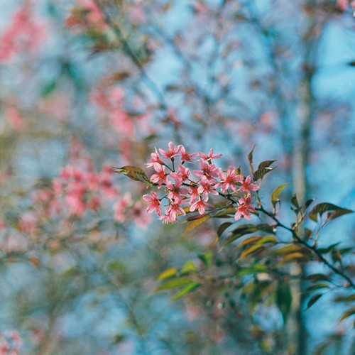 The blossoms linger just two or three weeks before giving way to small fruit.