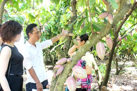 Dong Nai to increase cocoa cultivation area
