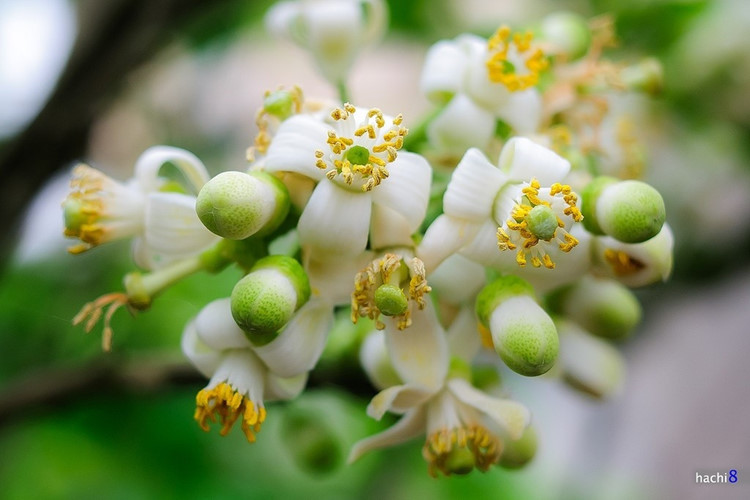 Hoa Buoi (Grapefruit flowers)