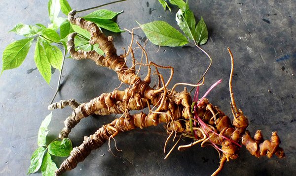 Vietnam's Ngoc Linh considered best ginseng, useful in treating cancer
