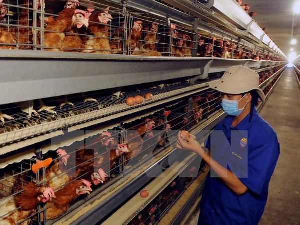 A chicken farm (Photo: VNA)