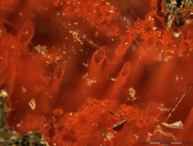 Canadian bacteria-like fossils called oldest evidence of life