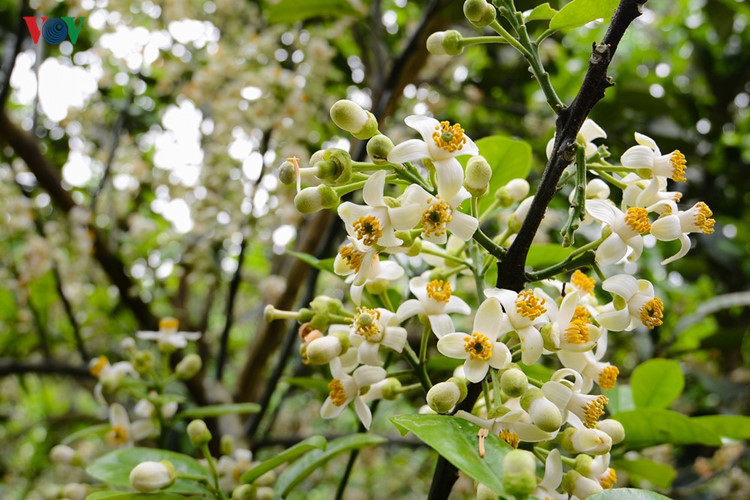 Grapefruit trees in full bloom signals a bumper crop