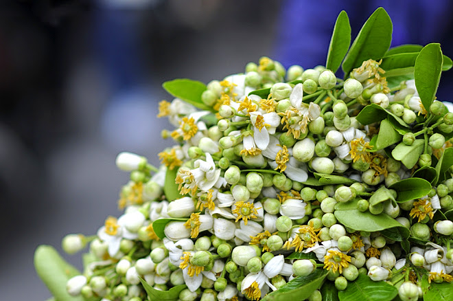 Grapefruit blossom season