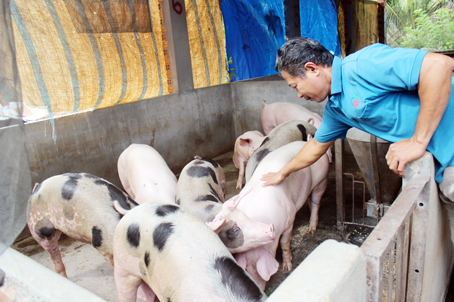 Người chăn nuôi nên chủ động tham gia đề án để đủ điều kiện đưa heo tiêu thụ tại thị trường TP.Hồ Chí Minh. Trong ảnh: Trại chăn nuôi tại xã Hưng Lộc (huyện Thống Nhất).