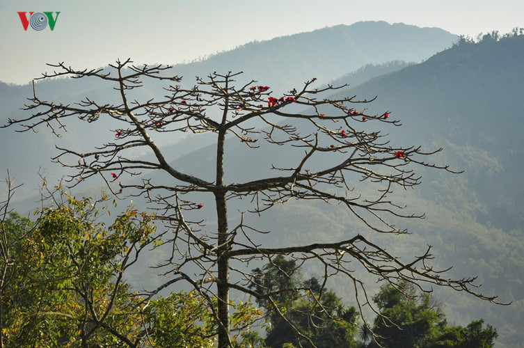   The red flowers with 5 petals appear in spring before the new foliage. 