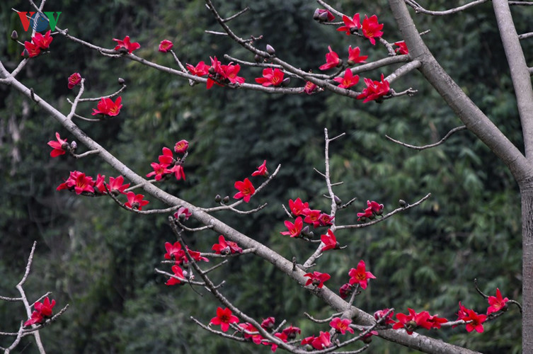   Coming to Northwest region these days, tourists will be amazed by the charming red cotton flowers.