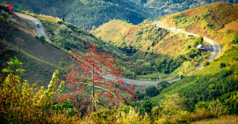 Red silk cotton trees in full bloom in Northwest region