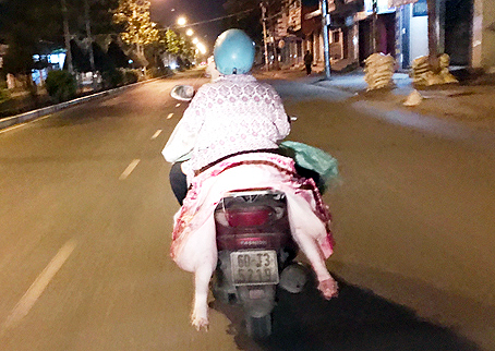 Vận chuyển thịt heo trong đêm