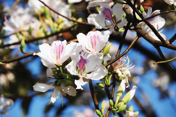 White and pink Bauhinia ﬂowers are seen blooming in the moutainous northwestern region. Thai people will celebrate their sacred festival during Bauhinia ﬂower season