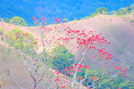 Particularly, red silk cotton trees in full bloom in March makes the region more beautiful.