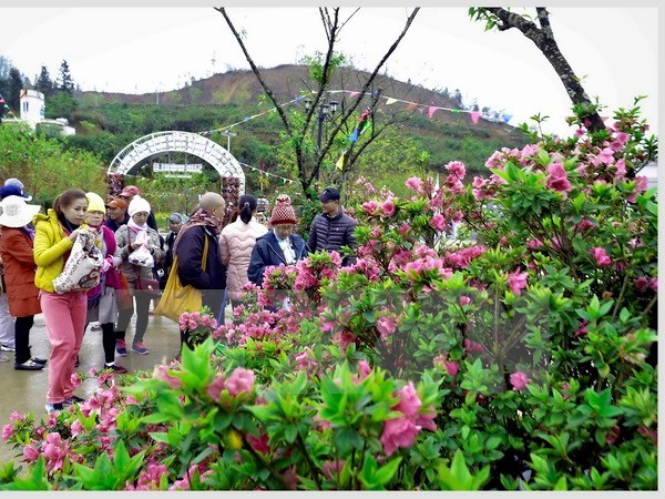 Rhododendron flowers await visitors at festival in Sa Pa