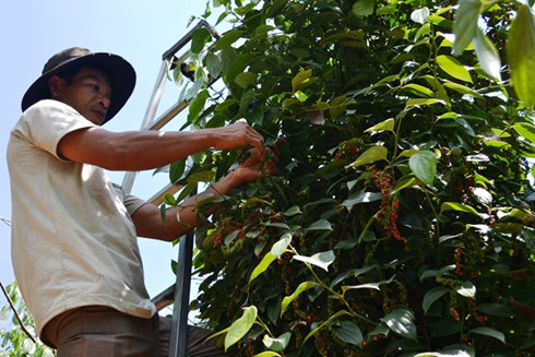 A farmer harvest pepper in Cam My district, Dong Nai province 