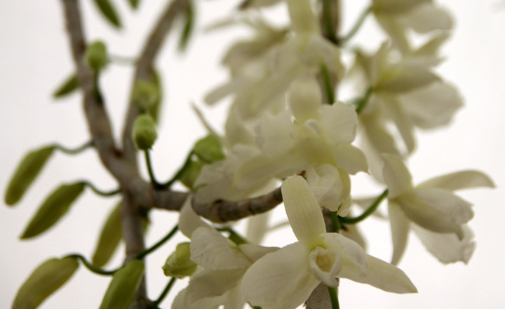 White Lan Ha orchid in full bloom.