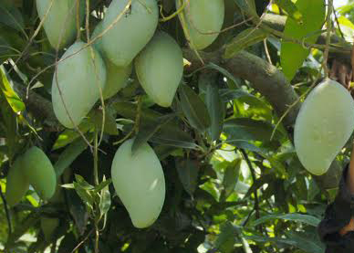 Dong Nai cooperative to export mangoes to Australia