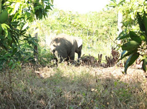 A wild elephant is spotted near a farm in Dong Nai Province. Photo by the Provincial Forest Protection Department.