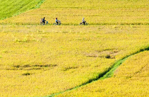 Cycle the Mekong Delta