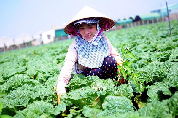Nông dân trồng rau tại tỉnh Lâm Đồng được chọn vào chuỗi liên kết sản xuất an toàn của tập đoàn Vingroup. Ảnh: TL 