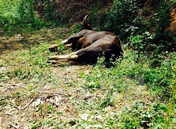 Gaur shooters in Dong Nai sent to jail