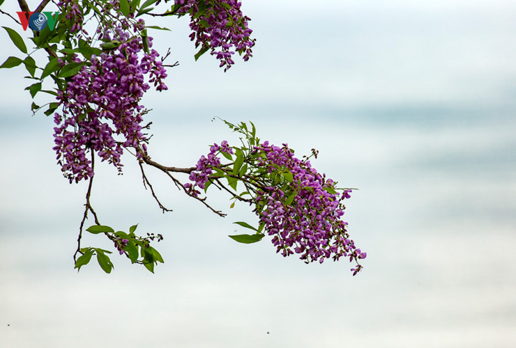 Dalbergiatonkinensis flowers, known as Sua Trang flowers are often in full bloom in late April, lasting just 3-4 days. 