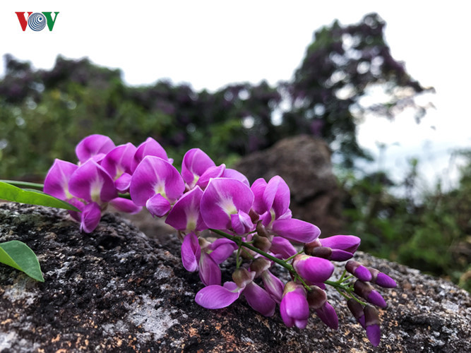 SuaTrang flowers are small and white, especially those in Son Tra peninsula are purple. 