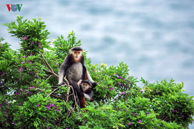 Red-shanked douc, a rare species of primate on Son Tra peninsula.