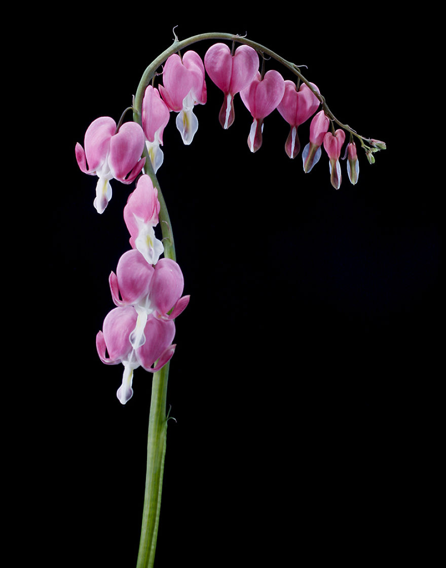 Lamprocapnos spectabilis 