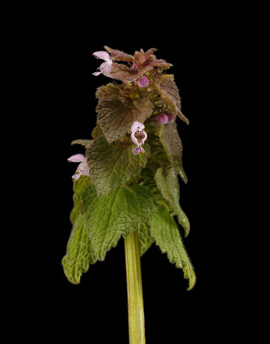 Lamium purpureum 