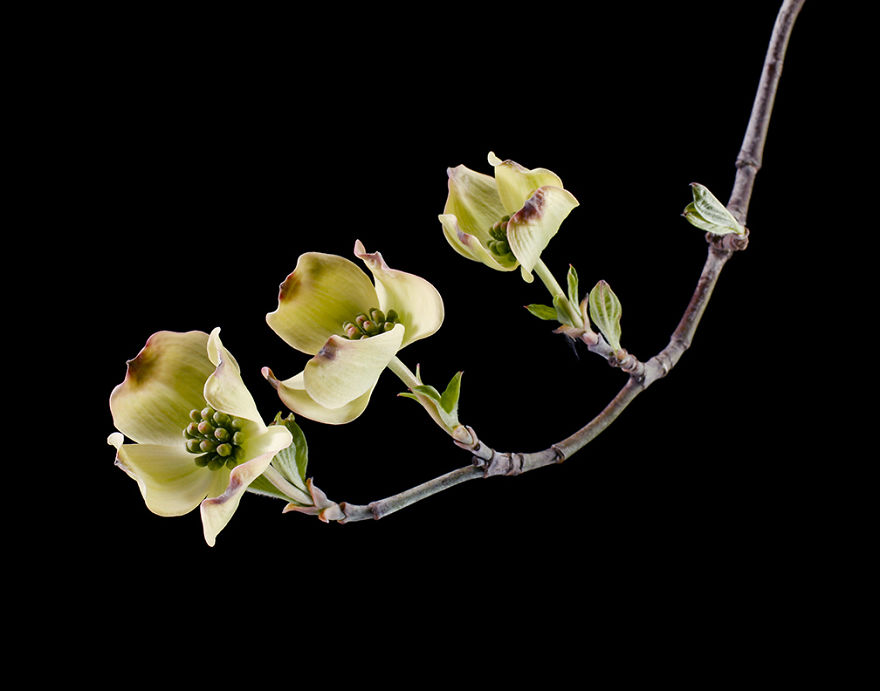 Cornus florida 