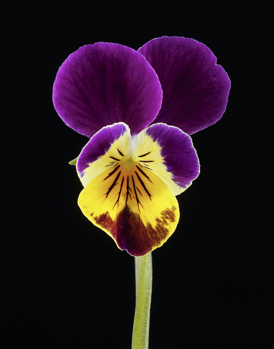 Viola tricolor 