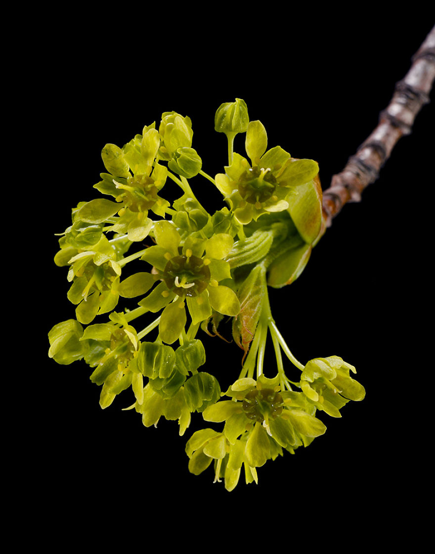 Acer platanoides