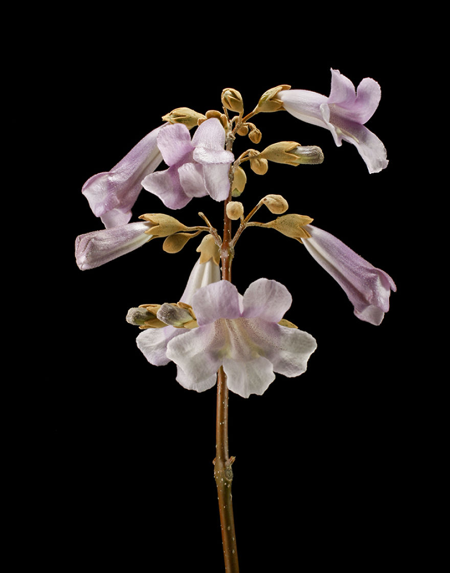 Paulownia species 