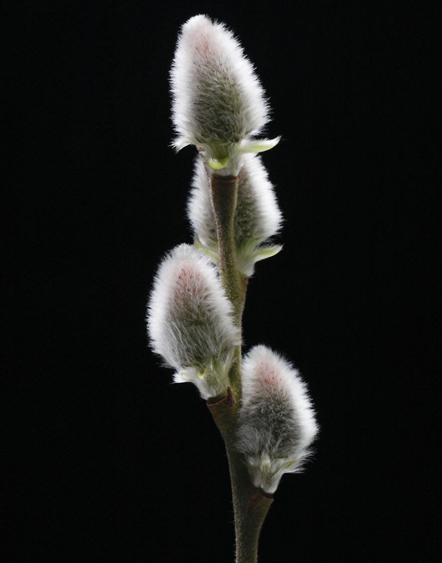 Salix discolor 