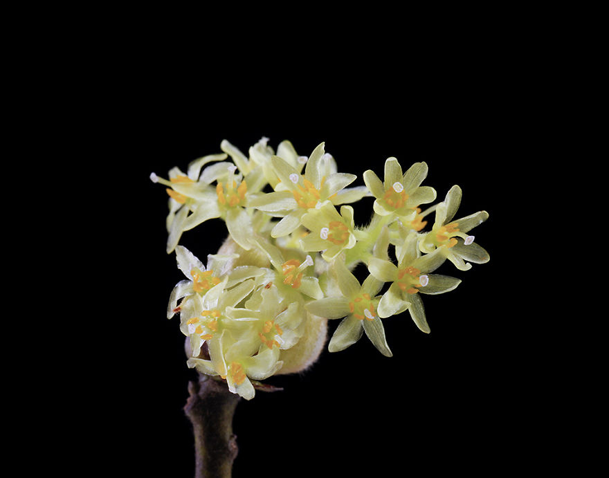 Sassafras albidum 