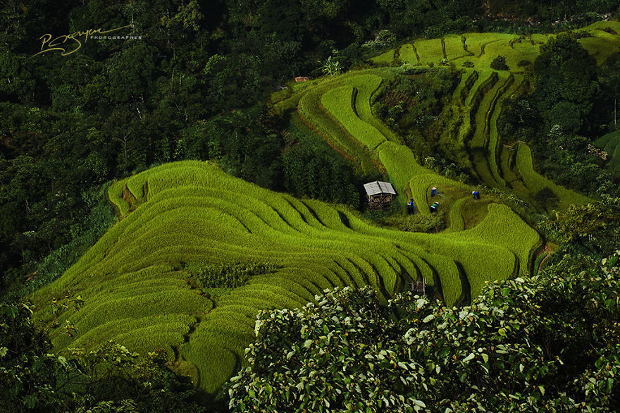 Nung Lady Rice Farmers in Hoang Su Phi