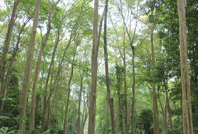   Nghe An Province made the forest a protected area in 2014.