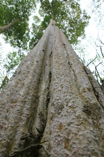   On average, each crape myrtle tree in the forest is 30-40 meters high with a diameter of 40-80 centimeters. 