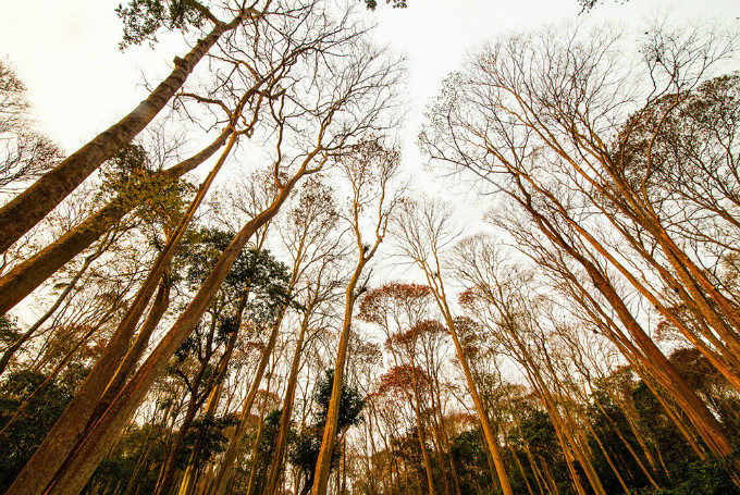   The crape myrtle forest during the fall.