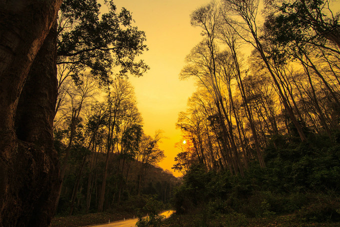   Sunset in the forest.