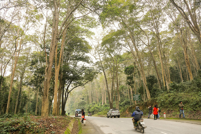   The forest s a popular destination among travelers in Nghe An. Vietnam wants to raise its forest coverage to 42 percent over the next four years to reduce gas emissions by 8 percent by 2030, the government said in a March report.