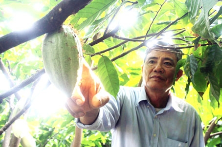 Ông Đoàn Văn Le (xã Tây Hòa, huyện Trảng Bom) nuôi hàng ngàn tổ kiến vàng trong vườn ca cao để diệt sâu bọ. Ảnh: H.Quân