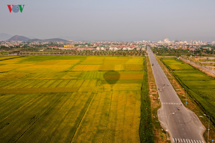 Yellow paddy rice fields