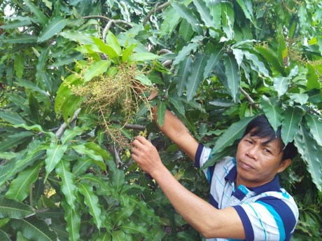 Dong Nai suffers from fruit losses
